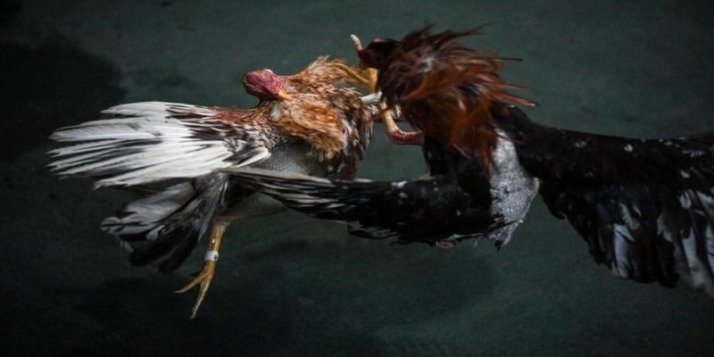Kinh Nghiệm Cá Cược Đá Gà Bất Bại Từ Cao Thủ 6 Kinh nghiệm cá cược đá gà
